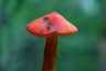 Feketedő nedűgomba (Hygrocybe conica), Budai-hegység